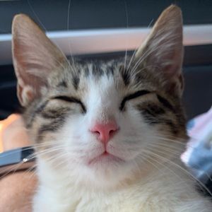 Meet your Posher, Bella